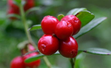 Airelle Rouge Vaccinium Vitis Idaea Plantation Culture Entretien