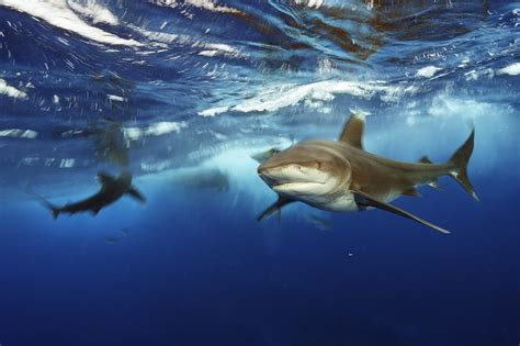 Sharks Brian Skerry