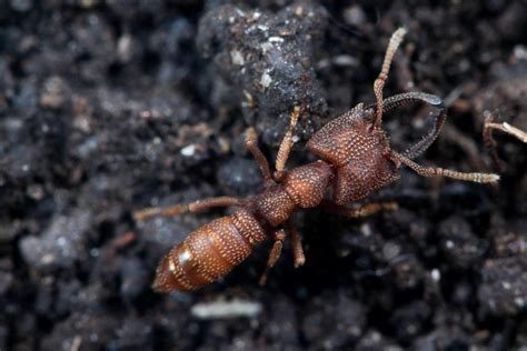 The Mandibles Of The Dracula Ant Mystrium Camillae Are The Fastest