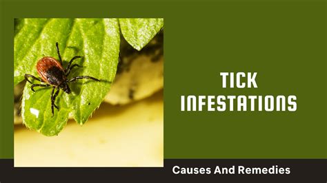 Tick Infestations Causes And Remedies Pest Control Ideas