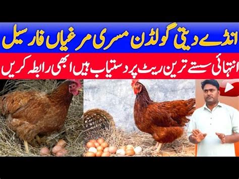 Golden Misri Murgi For Sale Golden Misri Farming In Pakistan Golden