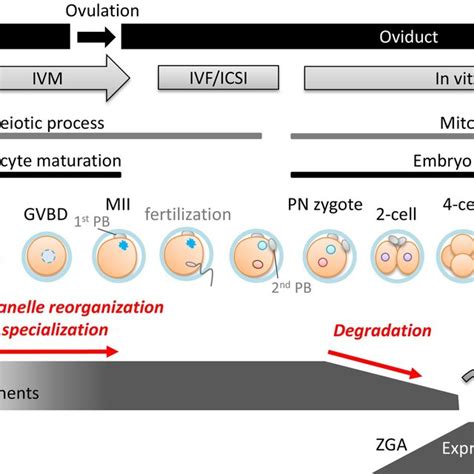 Changes of oocyte components during oocyte maturation and... | Download ...