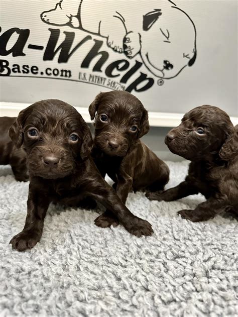 BOYKIN SPANIEL PUPPIES