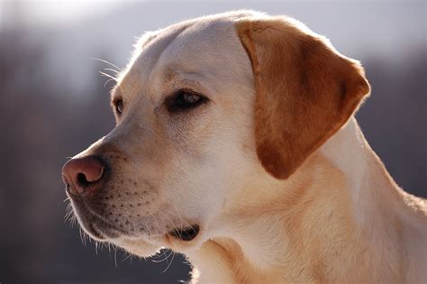 list   popular dog breeds   united states wikipedia