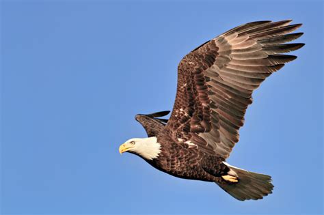 Bald Eagle Flight Facts - Steve Creek Wildlife Photography