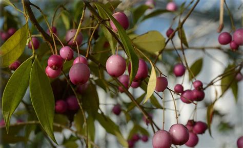 Syzygium Paniculatum Eugenia Paniculata Kirschmyrte Flora Toskana