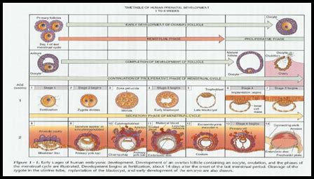 Embryology Development Flashcards Quizlet