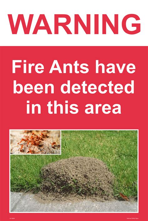 how to identify a fire ant 12