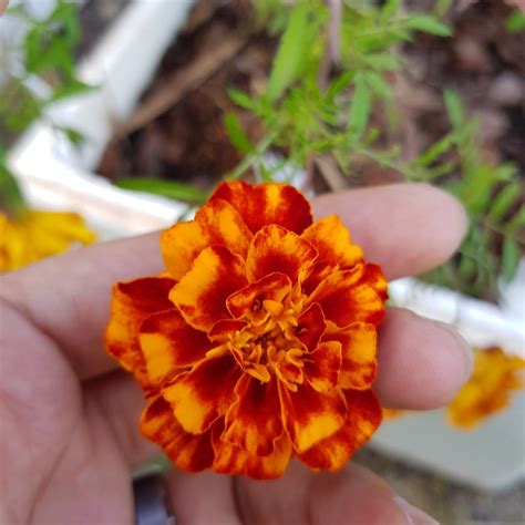 Organic Marigold Mix - Local Seeds