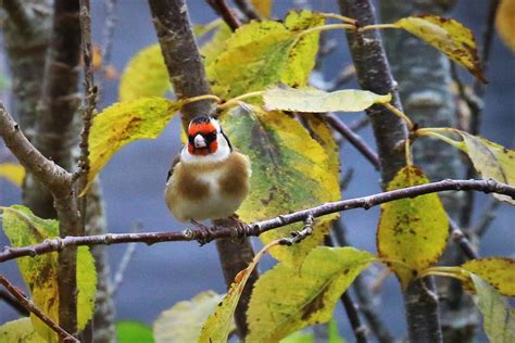 Gold Finch Waiting David Rawlings Flickr