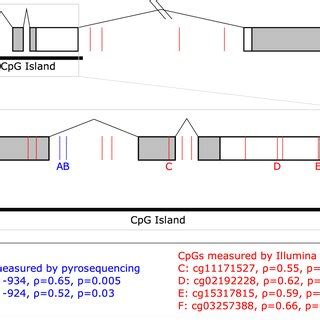 OXTR Gene Schematic And Location Of CpG Sites With Significantly