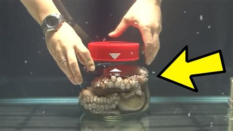 Ученые Были в Шоке, Когда Узнали Что Умеют Делать Осьминоги - YouTube