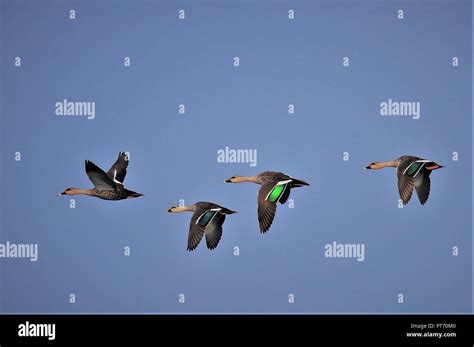 Flock Of Indian Spot Billed Duck Stock Photo Alamy