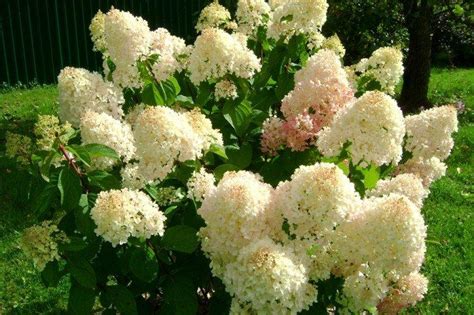 Метельчатая гортензия (70 фото): сорта, правильный уход и выращивание