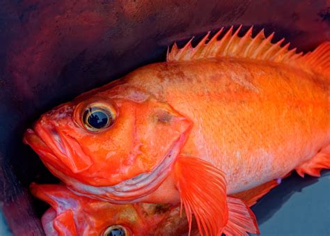 Rotbarsch Angeln Sebastes Norvegicus Alle Infos Zum Fisch