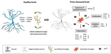 Frontiers The Role Of Microglia In Prion Diseases A Paradigm Of