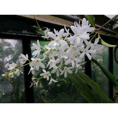 Jual Tanaman Bunga Petrea Volubilis Bunga Putih Patrea Volubilis