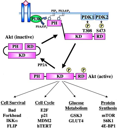 Role Of Akt Signaling In Vascular Homeostasis And Angiogenesis