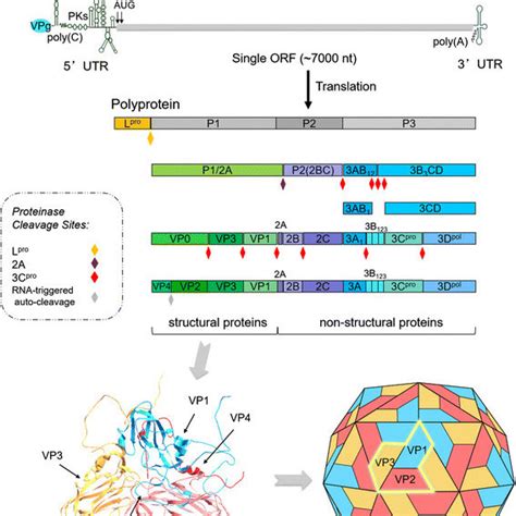 Life Cycle Of FMDV In Host Cells NSPs Non Structural Proteins HS