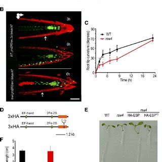 Esp Regulates Auxin Response Maxima Through Its Proteolytic Activity