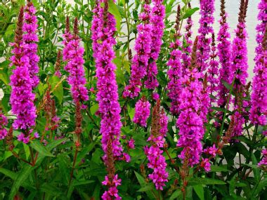 Purple Loosestrife: Pictures, Flowers, Leaves & Identification ...