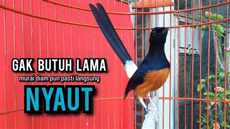 Murai Batu Gacor AMPUH Buat PANCINGAN Murai Batu Agar Bunyi JADIKAN