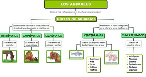 Mapa conceptual del Reino Animal Guía paso a paso