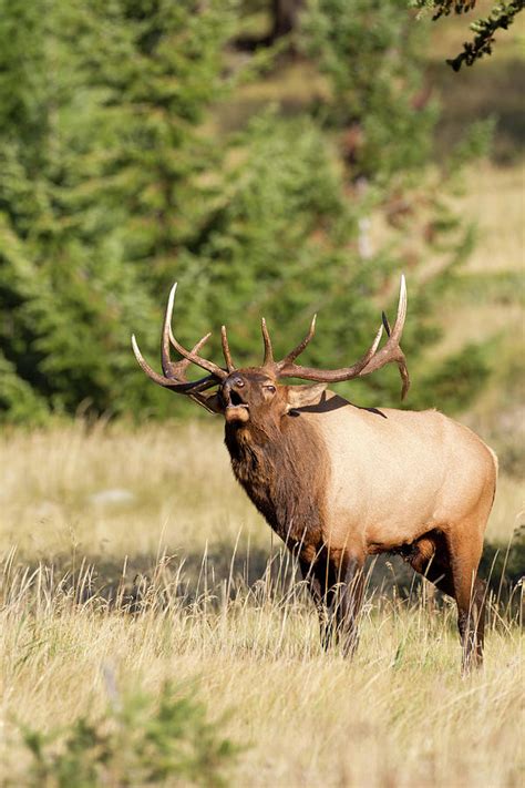 Bull Elk Or Wapiti Cervus Canadensis Photograph By Ron Erwin