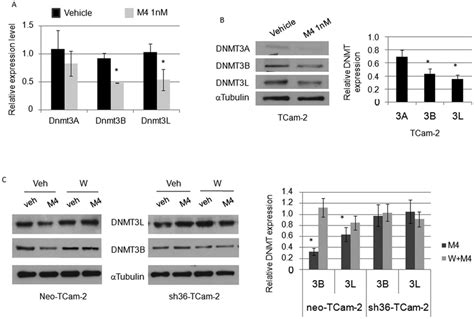 M4 Represses The Expression Of Dnmt3A Dnmt3B And Dnmt3L A B TCam 2