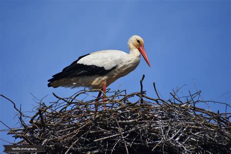 Vroege Vogels Foto Vogels Ooievaar Op Het Nest