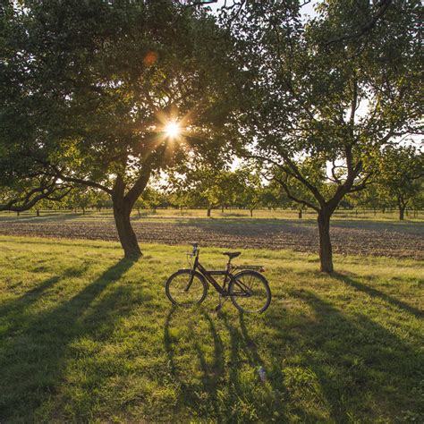 Free Images Tree Grass Branch Lawn Sunlight Morning Leaf