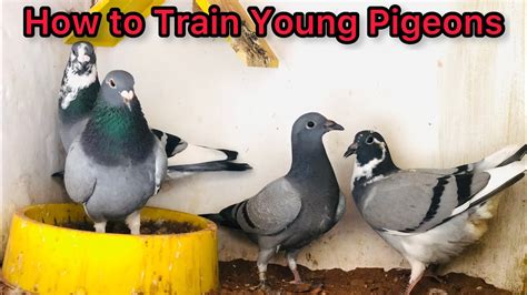 Racing Pigeons Training In Pakistan Kalapati Racer Pigeon Training