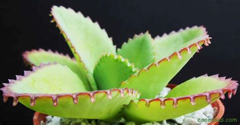 Kalanchoe Propiedades Uso Medicinal Para Qu Sirve La Planta