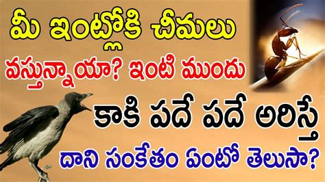 మీ ఇంట్లోకి చీమలు వస్తున్నాయా And మీ ఇంటి ముందు కాకి పదే పదే అరిస్తే దాని