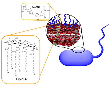 Lipopolysaccharide Creative Biolabs