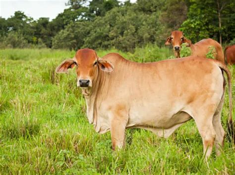 Vaca Brahman ᐉ Precio características y su carne ᐉHealth Farm Vet