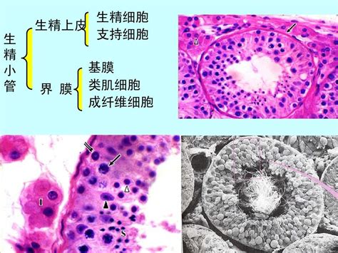 组织胚胎学课件 12 男性生殖系统word文档在线阅读与下载无忧文档