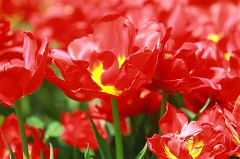 Bunte Tulpe Blume Tulpe Blume Und Grüne Blätter Hintergrund Schöne