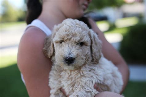 Faithful Doodles Zoeys 6 Week Old F1b English Goldendoodles Los