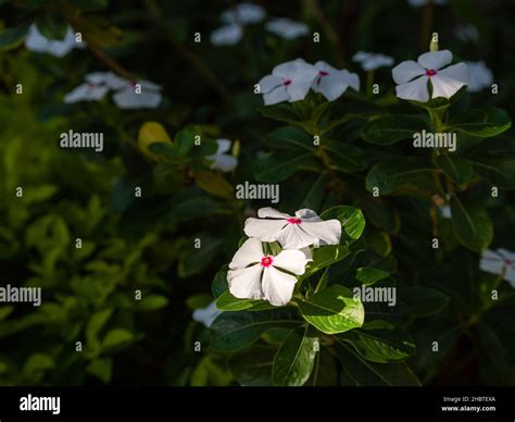 Cape Periwinkle Catharanthus Roseus Commonly Known As Bright Eyes