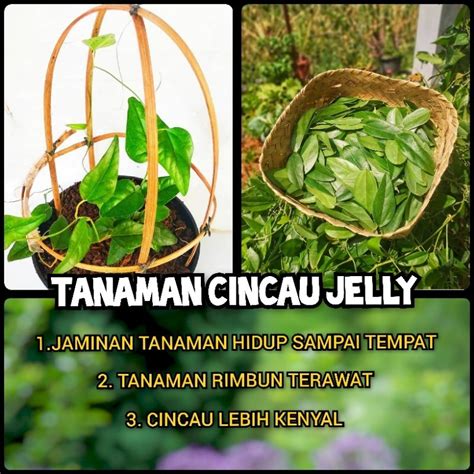 Jual Bibit Cincau Jelly Daun Cincau Jelly Tanaman Cincau Pohon Cincau