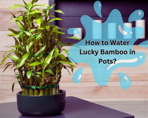 How to Water Lucky Bamboo? | Pro Tips You Must Know - InHousePlant ...