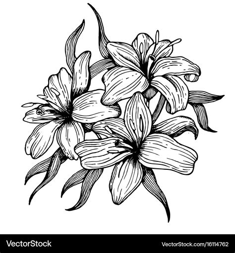 Lily Flower Engraving Style Royalty Free Vector Image