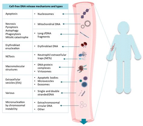 IJMS Free Full Text Putative Origins Of Cell Free DNA In Humans A