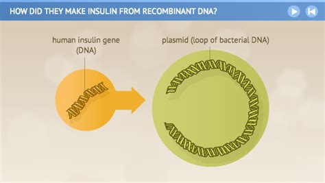 How Did They Make Insulin From Recombinant Dna