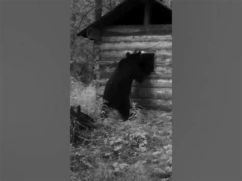 НАПАДЕНИЕ МЕДВЕДЯ! - YouTube