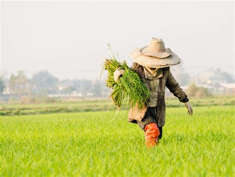 What Is Perennial Rice And Why Is It Making History