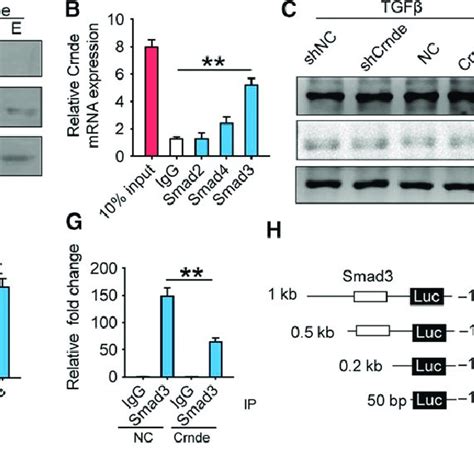 Crnde Inhibits The Binding Of Smad3 To The A SMA Gene Promoter A