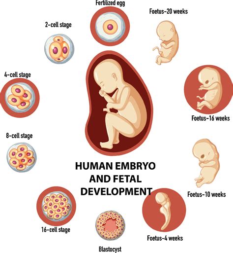 Early Stages Of Embryonic Development at Glenn Bott blog