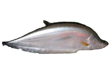chital  fish eckos
